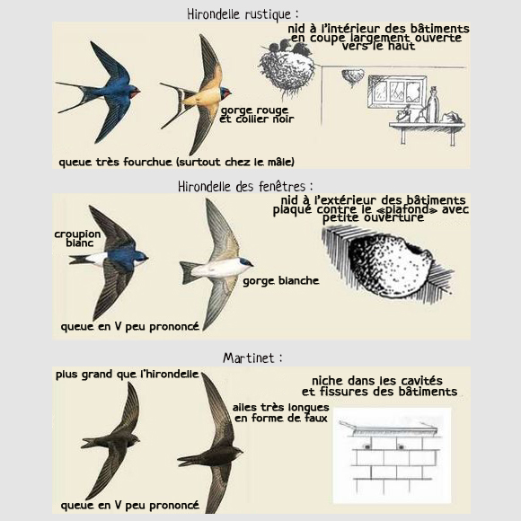 Introducir 106+ imagen hirondelle dans la maison signification fr.thptnganamst.edu.vn